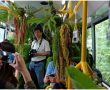 Tayvan’daki orman otobüsüne gezginlerden yoğun ilgi